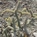 Image of <i>Cylindropuntia alcahes</i> ssp. <i>burrageana</i>