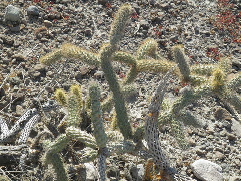 Imagem de <i>Cylindropuntia alcahes</i> ssp. <i>burrageana</i>