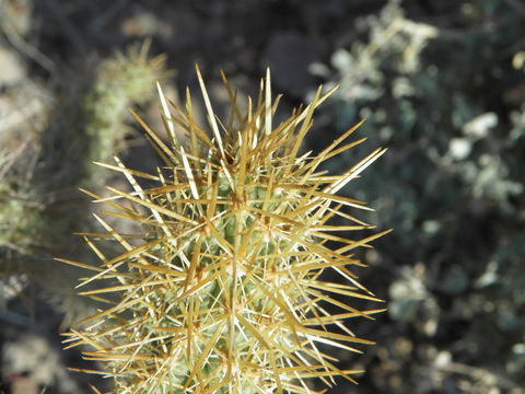 Image of <i>Cylindropuntia alcahes</i> ssp. <i>burrageana</i>