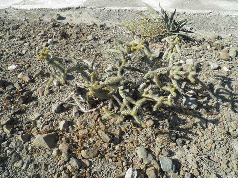 Image of <i>Cylindropuntia alcahes</i> ssp. <i>burrageana</i>