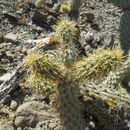 Imagem de <i>Cylindropuntia alcahes</i> ssp. <i>burrageana</i>