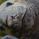 Image of elephant seal