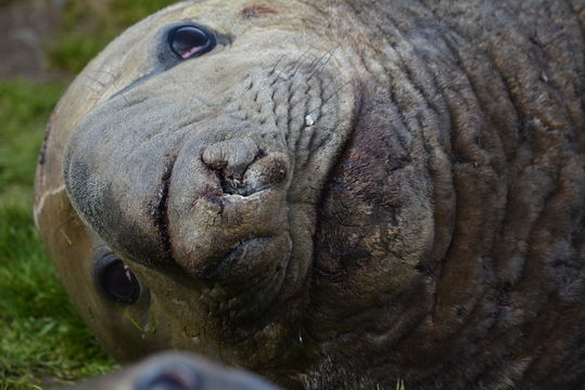 Image of South Atlantic Elephant-seal