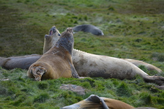 Image of South Atlantic Elephant-seal