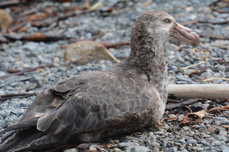 Image of Antarctic Giant-Petrel