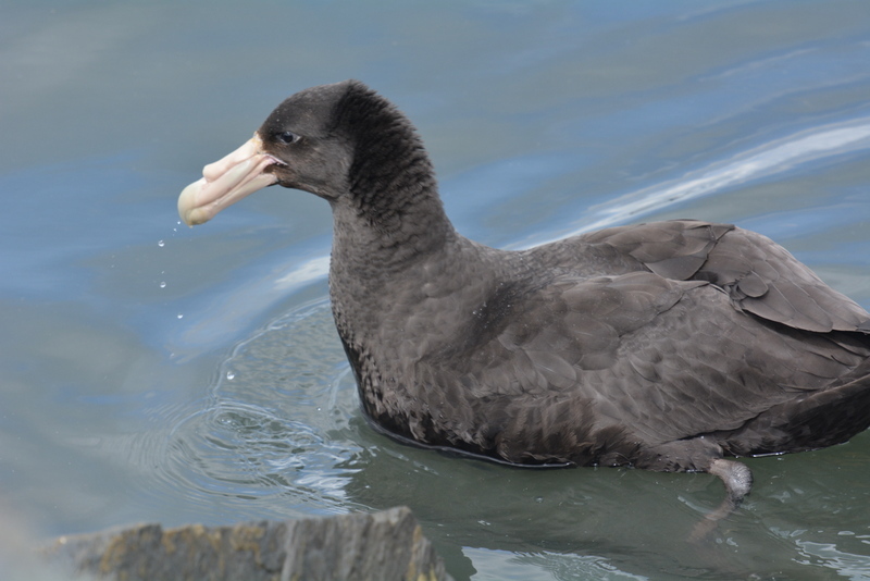 Image of Antarctic Giant-Petrel