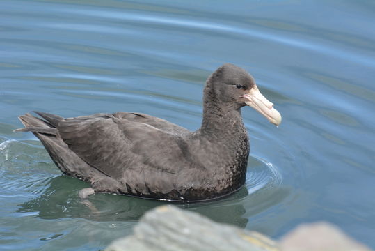 Image of Antarctic Giant-Petrel