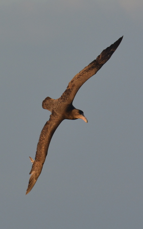 Image of Antarctic Giant-Petrel