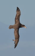 Image of Antarctic Giant-Petrel