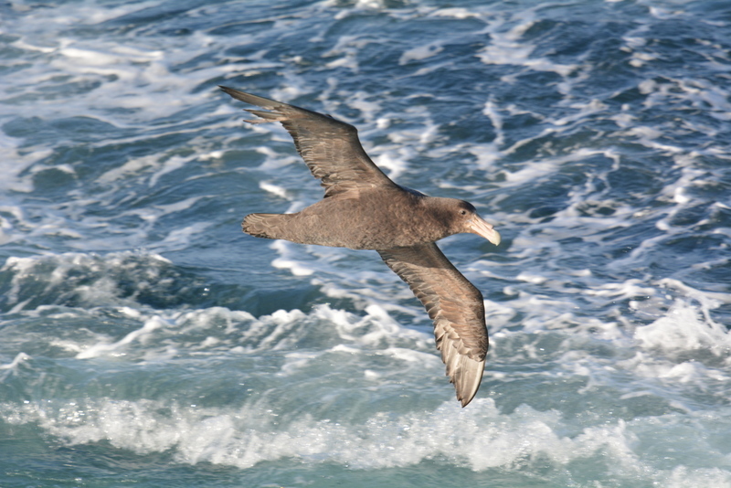 Image of Antarctic Giant-Petrel