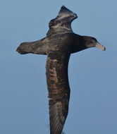 Image of Antarctic Giant-Petrel