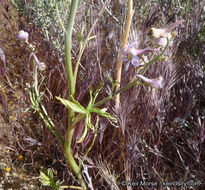 Image of <i>Delphinium <i>parishii</i></i> ssp. parishii