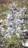 Image of <i>Delphinium <i>parishii</i></i> ssp. parishii