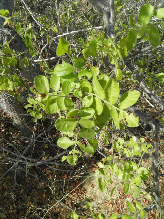 Image of Cyrtocarpa edulis (Brandeg.) Standl.