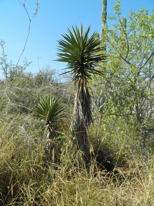 Image of Yucca capensis L. W. Lenz