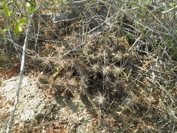 Image of Echinocereus brandegeei (J. M. Coult.) K. Schum.