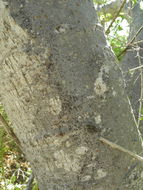 Image of Cyrtocarpa edulis (Brandeg.) Standl.