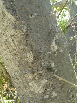 Слика од Cyrtocarpa edulis (Brandeg.) Standl.