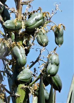 Image of Yucca capensis L. W. Lenz