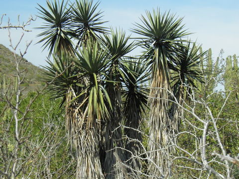 Image of Yucca capensis L. W. Lenz