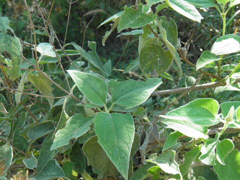 Image of Bahiopsis tomentosa (A. Gray) E. E. Schill. & Panero