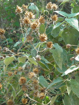 Image of Bahiopsis tomentosa (A. Gray) E. E. Schill. & Panero