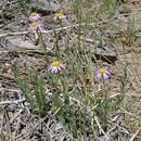 Image of Brewer's fleabane