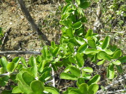 Image of Adelia brandegeei V. W. Steinm.