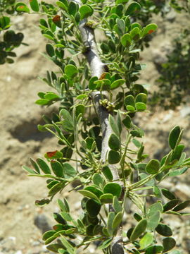 Image of Ebenopsis confinis (Standl.) Barneby & J. W. Grimes