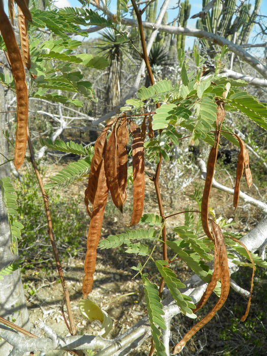 Image of Desmanthus fruticosus Rose