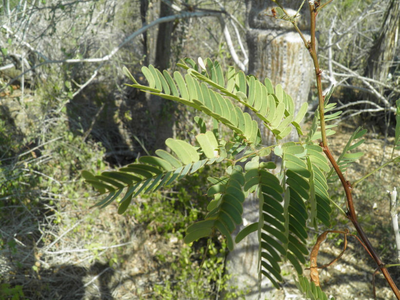 Image of Desmanthus fruticosus Rose