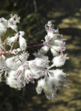 Image of <i>Hyptis laniflora</i>