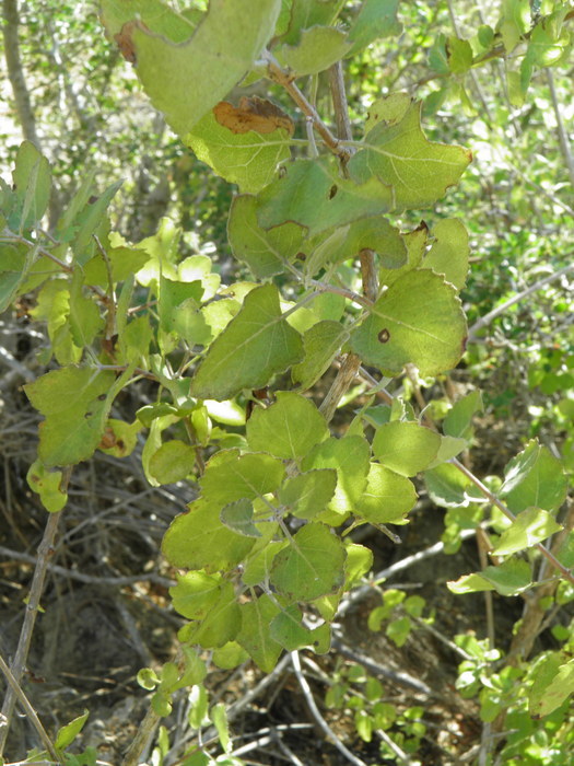 Image of <i>Hyptis laniflora</i>
