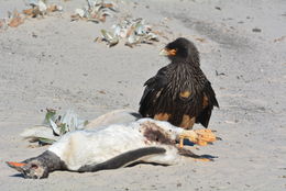 Image of Forster's Caracara