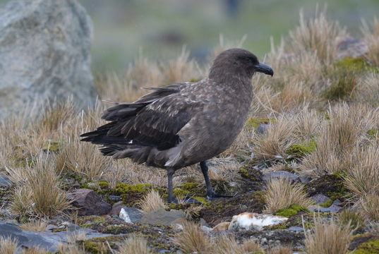 صورة Stercorarius antarcticus lonnbergi (Mathews 1912)