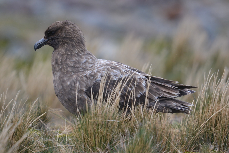 Imagem de Stercorarius antarcticus lonnbergi (Mathews 1912)