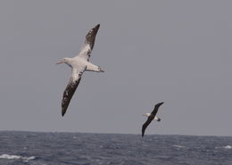 gezgin albatros resmi