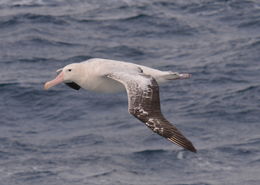 gezgin albatros resmi