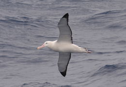 gezgin albatros resmi