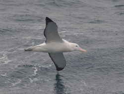 gezgin albatros resmi