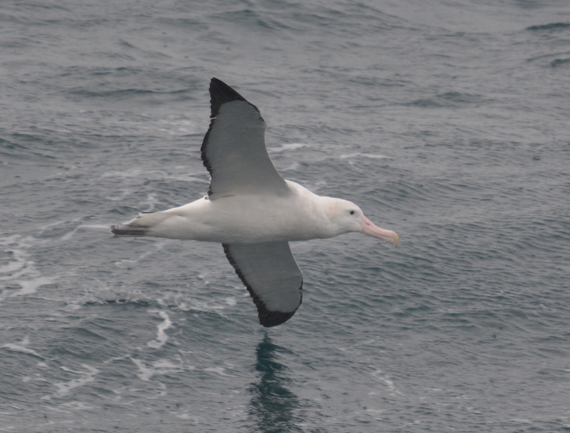 Image de Albatros hurleur