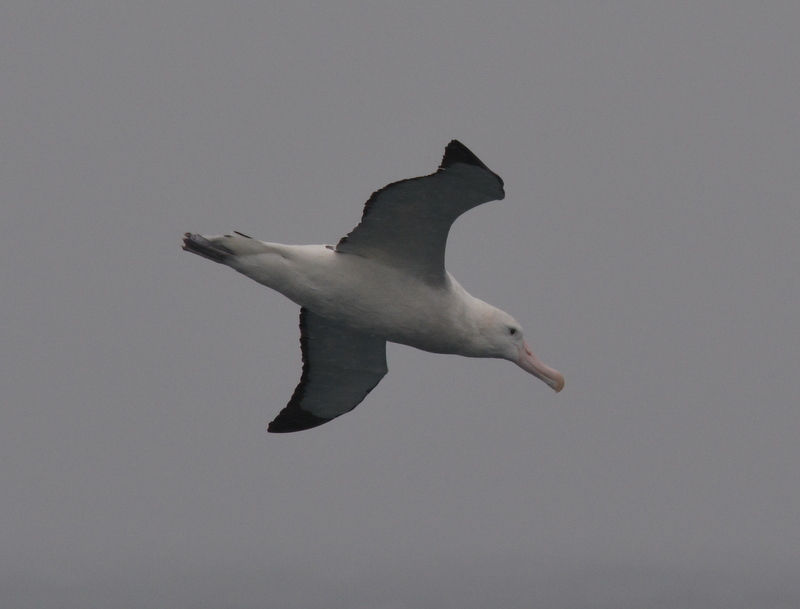 Image de Albatros hurleur