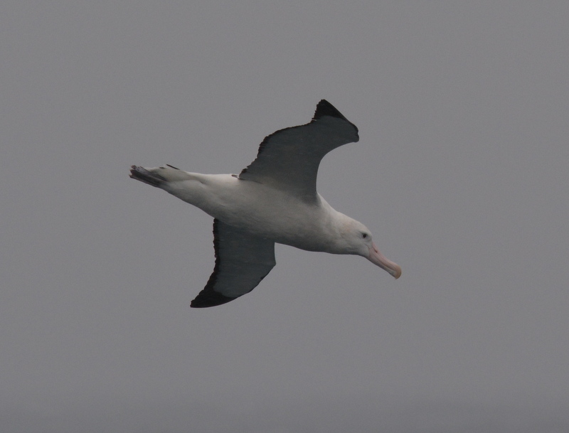 gezgin albatros resmi