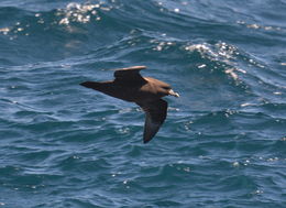 Image of White-chinned Petrel