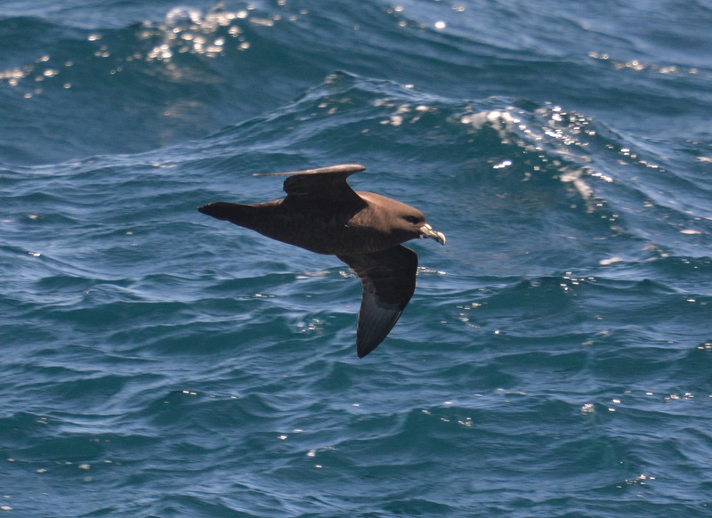 Image of White-chinned Petrel