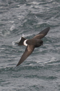 Image of Wilson's Storm Petrel