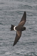 Image of Wilson's Storm Petrel