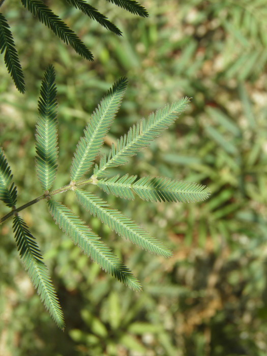 Слика од Neptunia plena (L.) Benth.