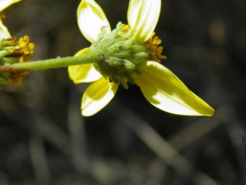 Image of Bahiopsis deltoidea (A. Gray) E. E. Schill. & Panero