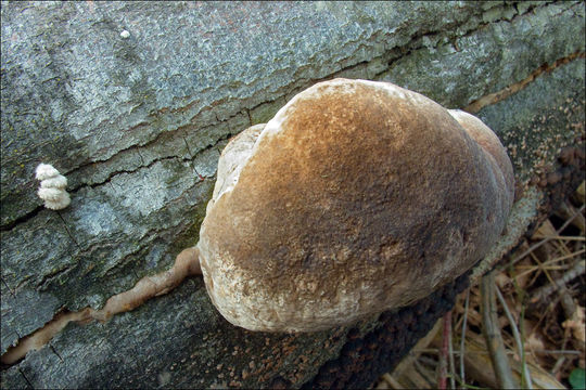 Image of Phellinus igniarius (L.) Quél. 1886